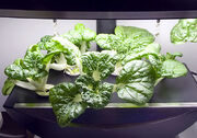 9-7-2009 pak choi 550W