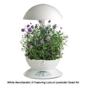 Lavendar 2.jpg