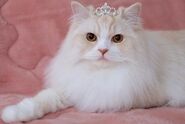 Cat tiara