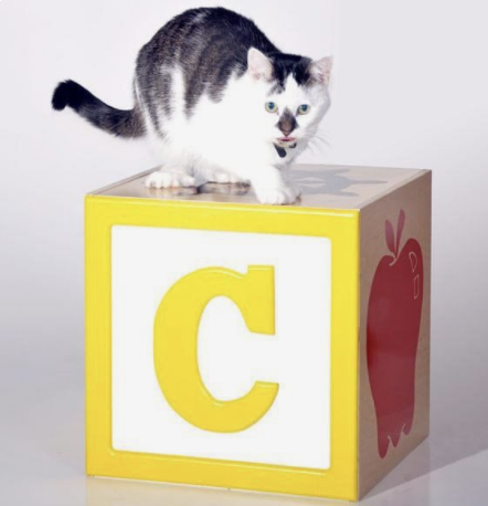 Cat on Giant Block - Tinycore.png
