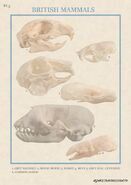 Animal-skulls-poster