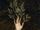 Apollo and Daphne hand.jpeg