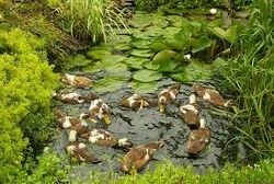 Duck Pond.jpg