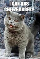 Can i has cheeseburger?? :3