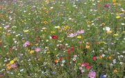 Colourful, dainty flowers clutter the grassy meadow, while the sun shines brightly overhead.