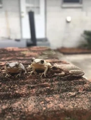 4gu4vtplo4.jpg (22 KB) f r o g