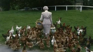 Deborah "Debo" Mitford, the youngest of the Mitford sisters with her chickens.