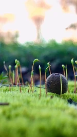 Moss sprouts.jpg (154 KB)