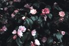 Bubblegum Witch-Dark Pink Roses and Leaves