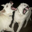 White-angry-dogs