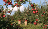 Apple picking background