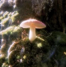 Fairycore Mushroom
