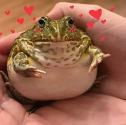 Shy froggie
