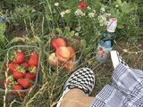 花核