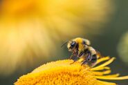 Nectarbee