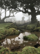 Foggy swamp