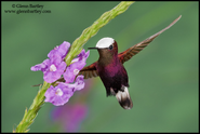 A snowcap hummingbird.