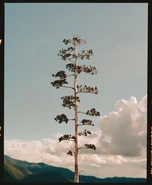 Tree1.jpg (21 КБ)