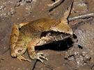 Masked-swamp-frog 4331