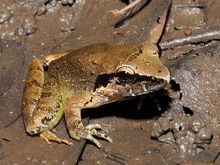 Masked-swamp-frog 4331