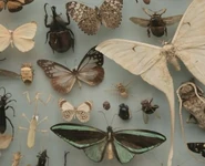 B4f38a27dbf33f55c615183d9e1b0b07.jpg (39 KB)