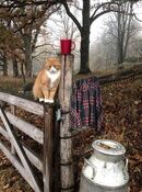 Country cat