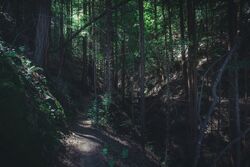 Dark Forest.jpg