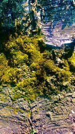 Green moss.jpg (620 KB)