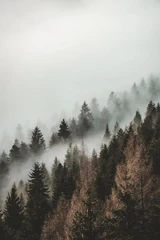 Foggy forest.jpg (36 KB)