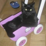 Cat in a Hello Kitty children's toy cart