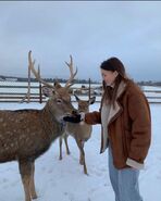 Christmas reindeer