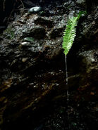 Crying Fern, Heather Lake Washington State