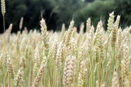 Wheat field