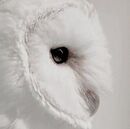 White-owl