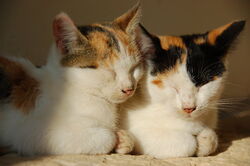 Cat background.jpg