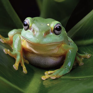 Frogcore Aesthetics Wiki Fandom There are 49 frogcore for sale on etsy, and they cost $11.68 on average. frogcore aesthetics wiki fandom