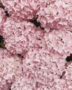 Pink-hydrangea