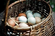 Eggs in basket.jpg (112 KB)