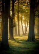 Afantasyforest.jpg (98 KB)