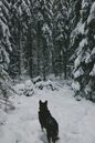 Northern-snow-dog