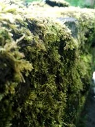 Images (3).jpg (11 КБ)