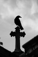 Crow on Cross