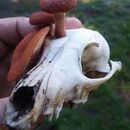 Mushroom skull