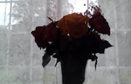 Old Roses Aesthetic.png (935 KB)