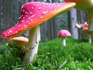 Fly-agaric-mushroom-mushrooms-red-fly-agaric-mushroom-preview.jpg (85 KB) Fly-agaric-mushroom-mushrooms-red-fly-agaric-mushroom-preview