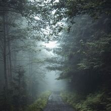 Featured image of post Dark Academia Aesthetic Forest / A forest shares a history, which each tree remembers even after it has been felled.