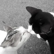 4e675bac64ad66e1d40f273f68a10c5d.jpg (45 KB)