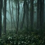 Dark Naturalism Aesthetics Wiki Fandom Download and use 10,000+ aesthetic wallpaper stock photos for free. dark naturalism aesthetics wiki fandom
