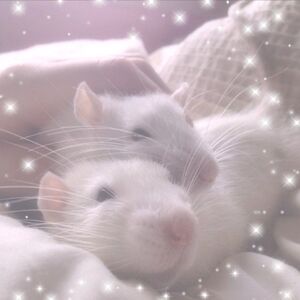 Ratcore Aesthetics Wiki Fandom Download 310 cute rat free vectors. ratcore aesthetics wiki fandom