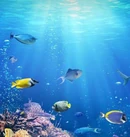 Wholelottafish.jpeg (95 KB)